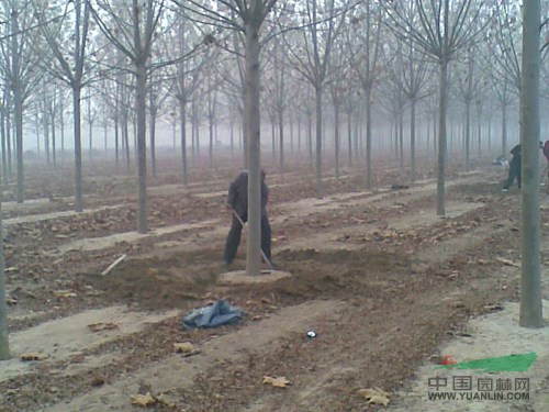 可供大城五角楓基地固安五角楓基地文安五角楓基地香河五角楓苗圃