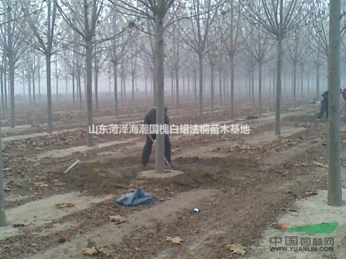 可供五角楓苗圃山東莒縣五角楓苗圃基地