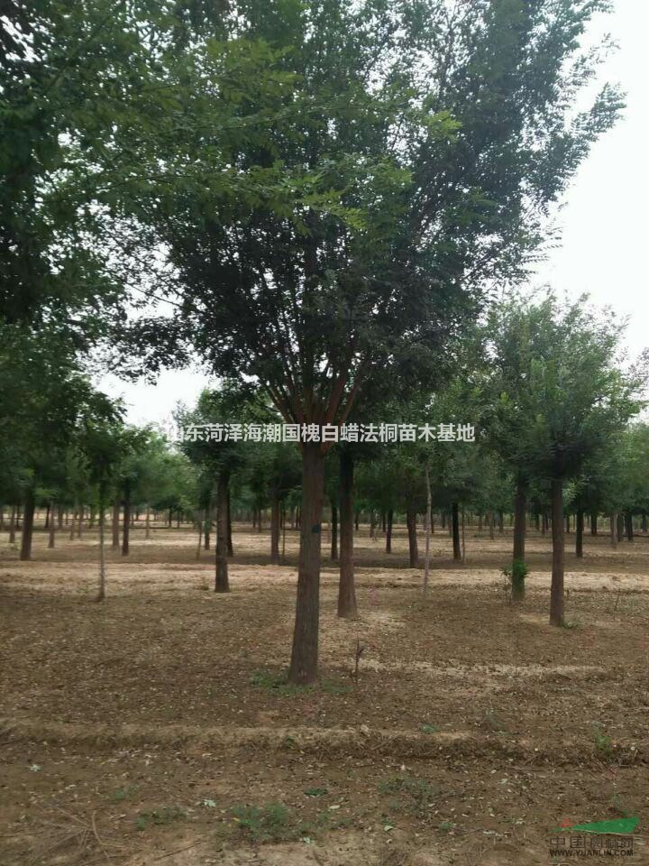 可供寧夏五角楓基地寧夏五角楓苗圃寧夏五角楓價格