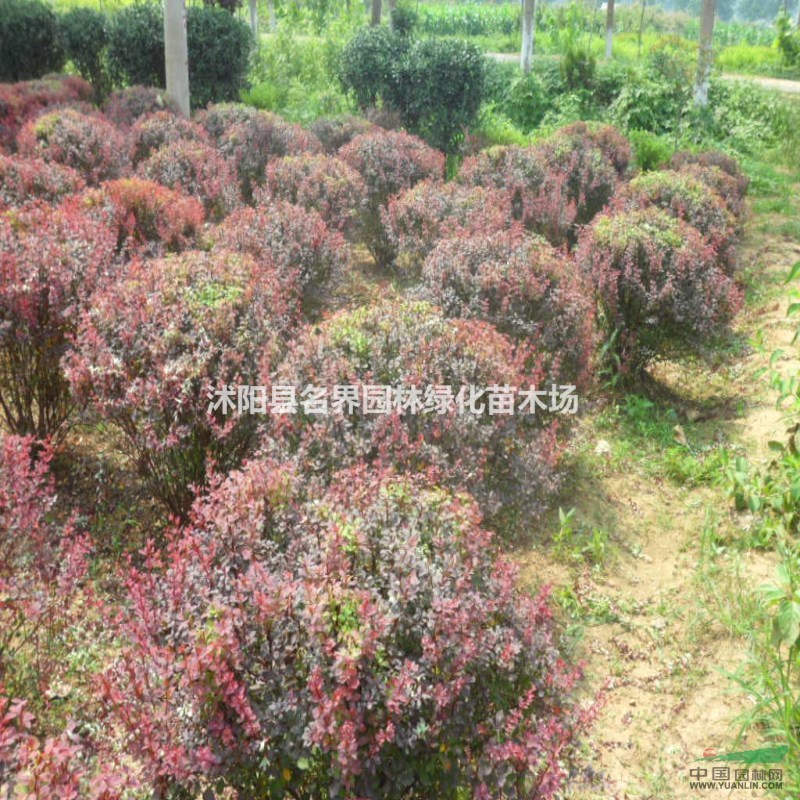 供應(yīng)紅葉小檗球  