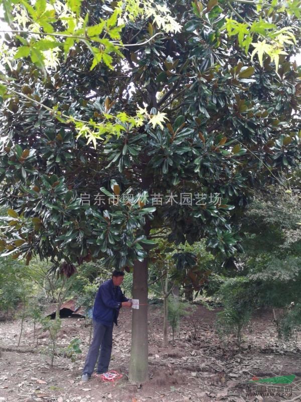 江蘇啟東奧林基地直供小葉雞爪槭、廣玉蘭、羽毛楓