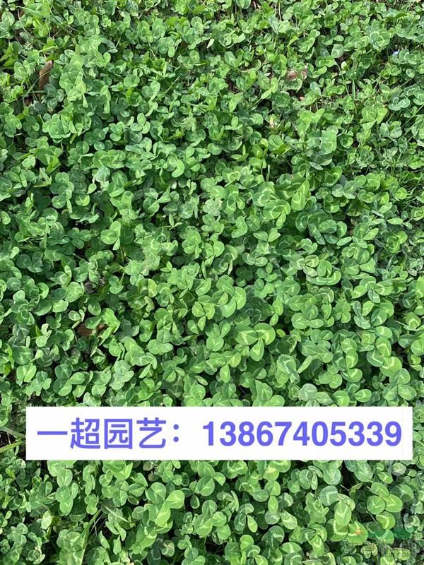白三叶 白三叶基地 白三叶价格