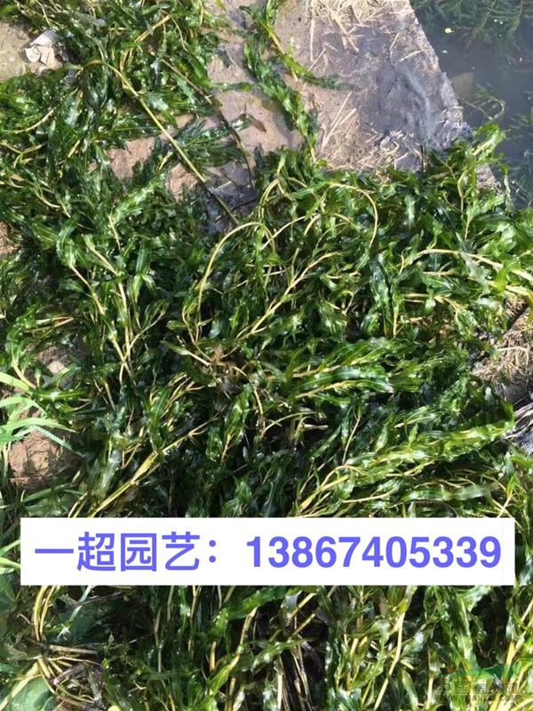 菹草 菹草产地直销 菹草价格