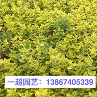 花葉扶芳藤 花葉扶芳藤價格