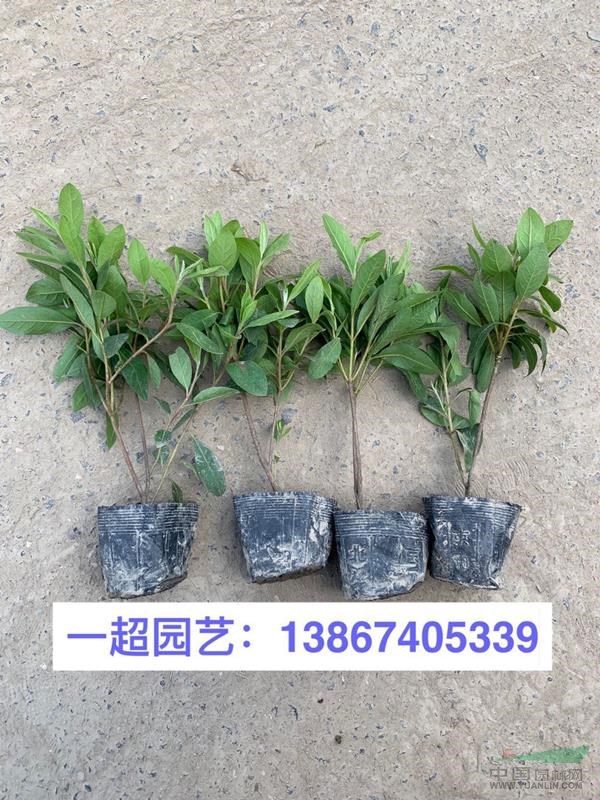 毛鹃，毛娟小苗，毛鹃小杯苗，毛鹃大杯苗，毛鹃小毛球