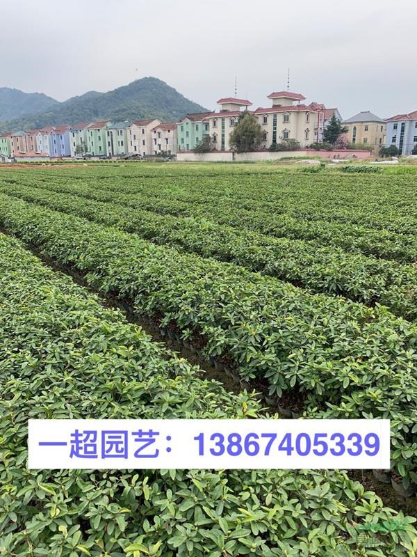 毛鹃，毛娟小苗，毛鹃小杯苗，毛鹃大杯苗，毛鹃小毛球
