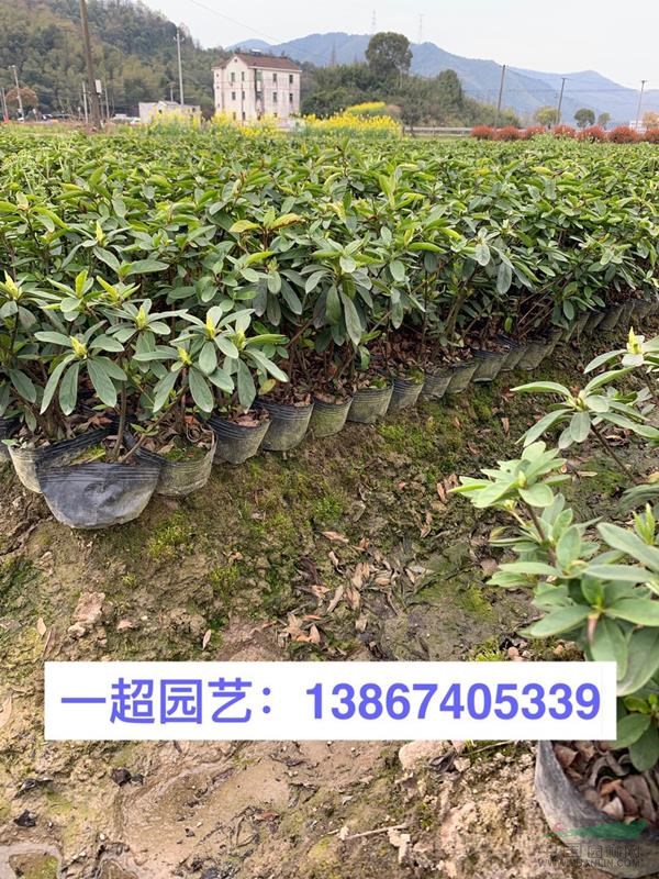 毛鹃，毛娟小苗，毛鹃小杯苗，毛鹃大杯苗，毛鹃小毛球