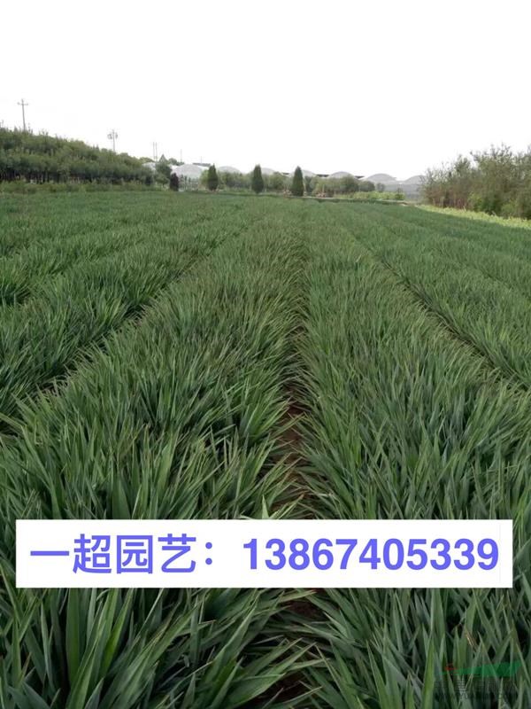 丝兰 凤尾兰 丝兰基地 凤尾兰价格 丝兰批发