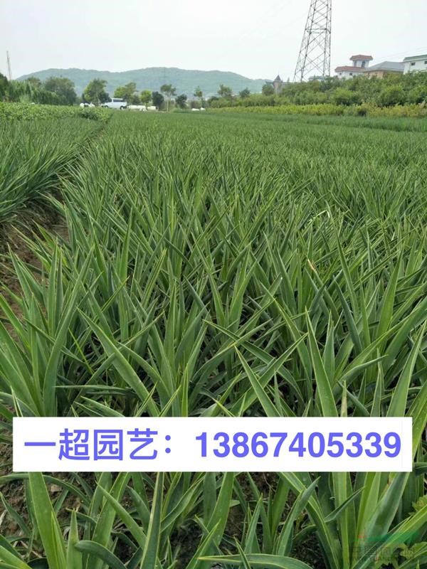 丝兰 凤尾兰 丝兰基地 凤尾兰价格 丝兰批发