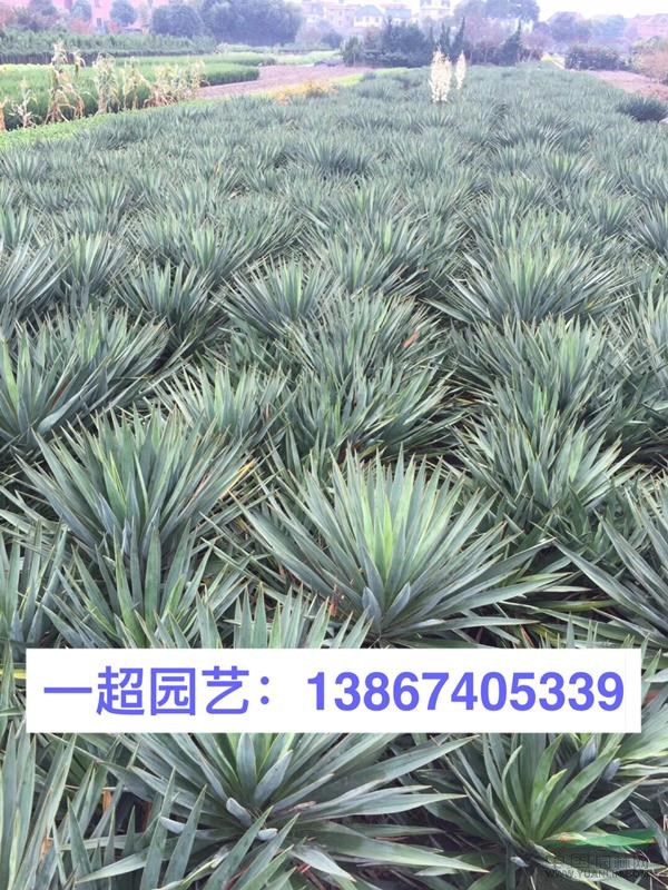 剑麻 剑麻基地 剑麻价格