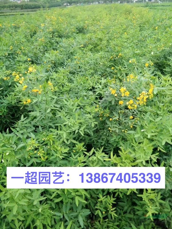 伞房决明 伞房决明价格