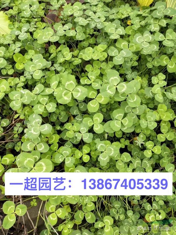白三叶 白三叶基地 白三叶价格