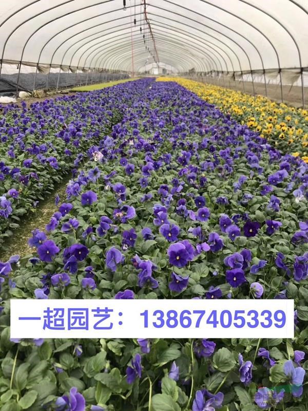 三色堇 精品四季草花三色堇价格 三色堇批发