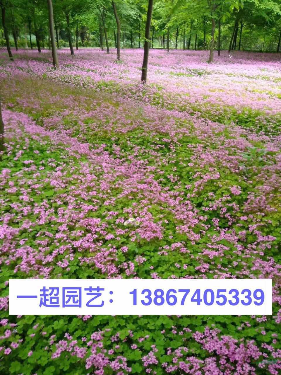 红花酢浆草 酢浆草批发 红花酢浆草价格 