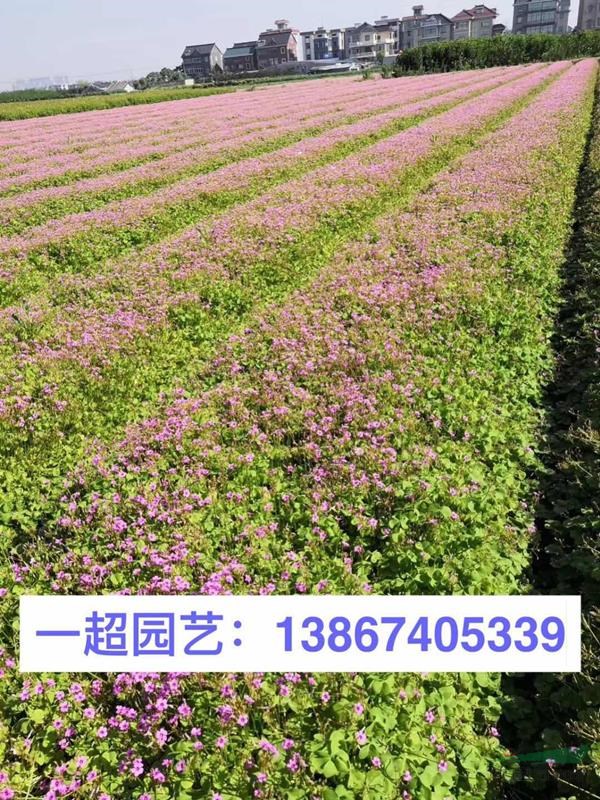 红花酢浆草 酢浆草批发 红花酢浆草价格 