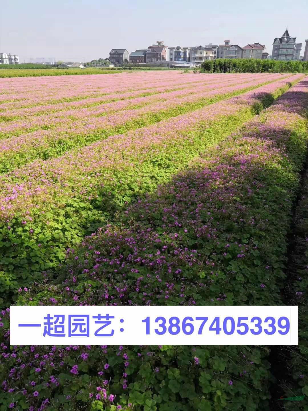 红花酢浆草 酢浆草批发 红花酢浆草价格 