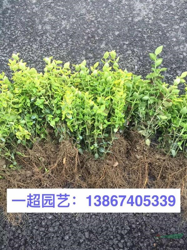 花叶扶芳藤 花叶扶芳藤价格