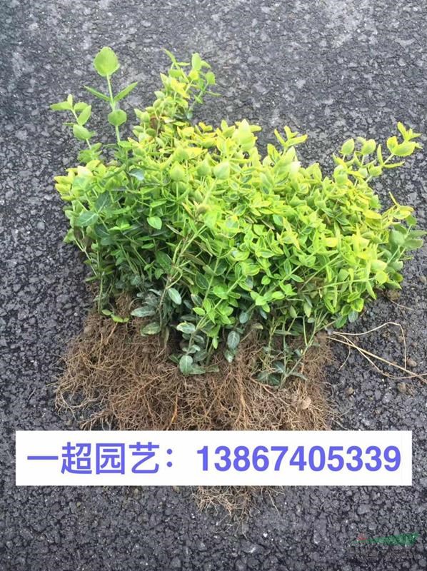 花叶扶芳藤 花叶扶芳藤价格