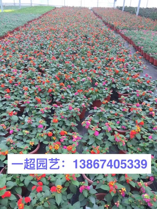五色梅 五色梅盆栽 五色梅杯苗 园林绿化花卉品种齐全