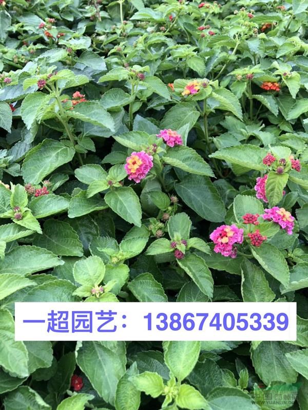 五色梅 五色梅盆栽 五色梅杯苗 园林绿化花卉品种齐全