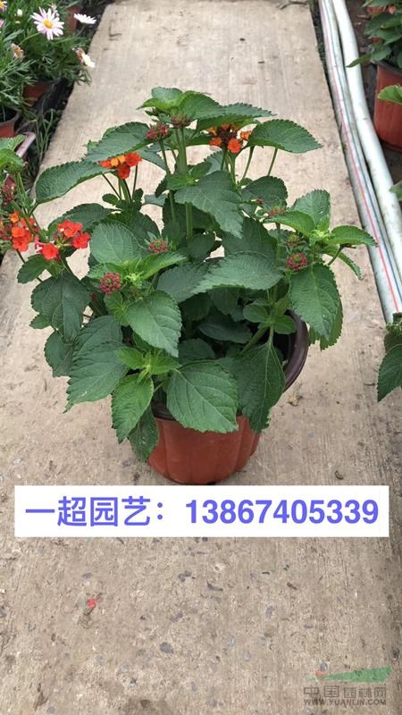 五色梅 五色梅盆栽 五色梅杯苗 园林绿化花卉品种齐全