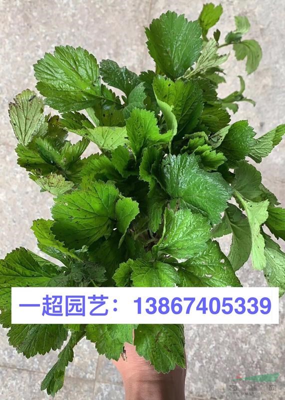 白屈菜 半夏 薏苡 乌头 白花荆芥 荆芥 六座大山荆芥哪里有