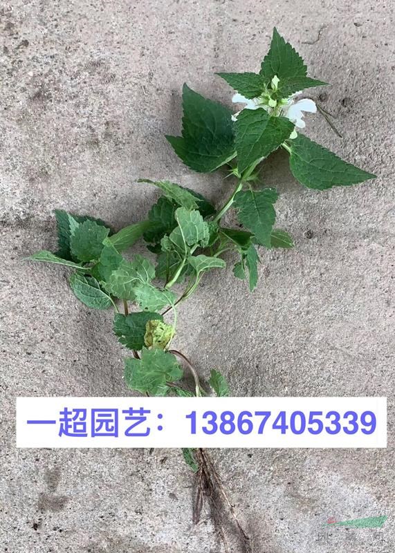 白屈菜 半夏 薏苡 乌头 白花荆芥 荆芥 六座大山荆芥哪里有