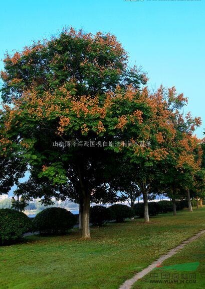 菏澤國槐供應(yīng)菏澤國槐價格菏澤國槐菏澤大規(guī)格國槐菏澤國槐苗