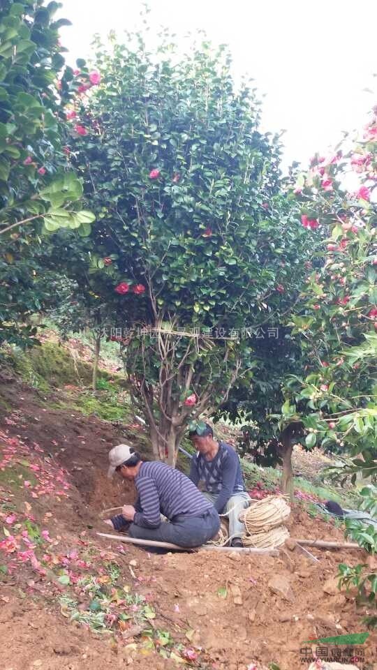 茶花  茶梅