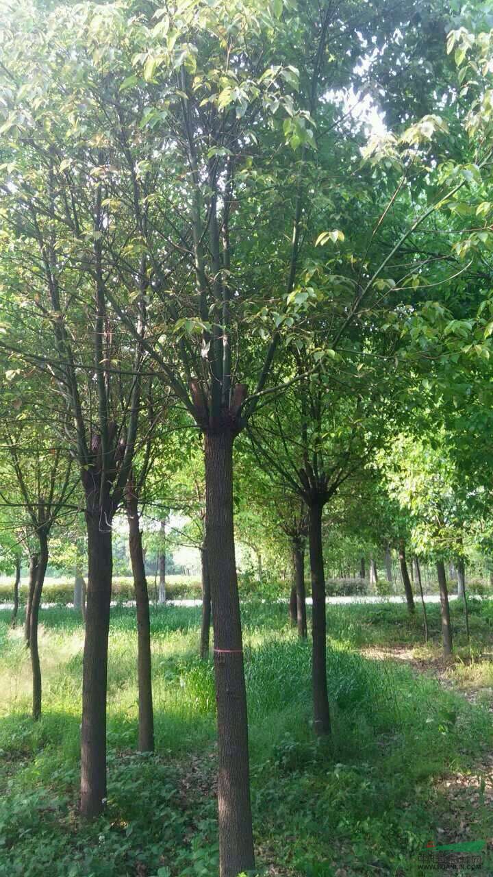 嵊州供應(yīng)香樟