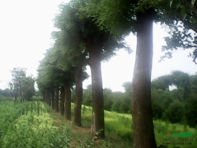 、菏澤國槐基地、@菏澤法桐基地