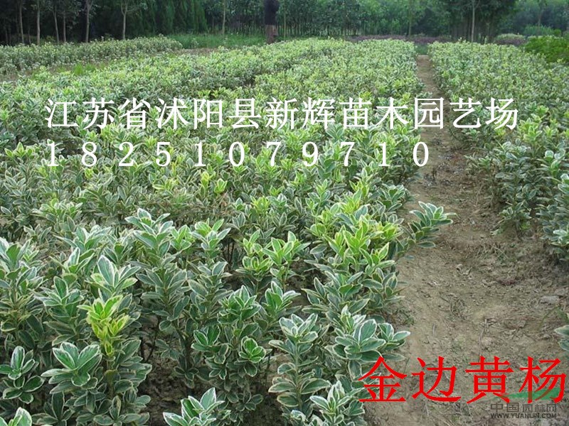 苗木基地售200萬(wàn)棵金邊黃楊，金邊冬青工程大苗0.45元