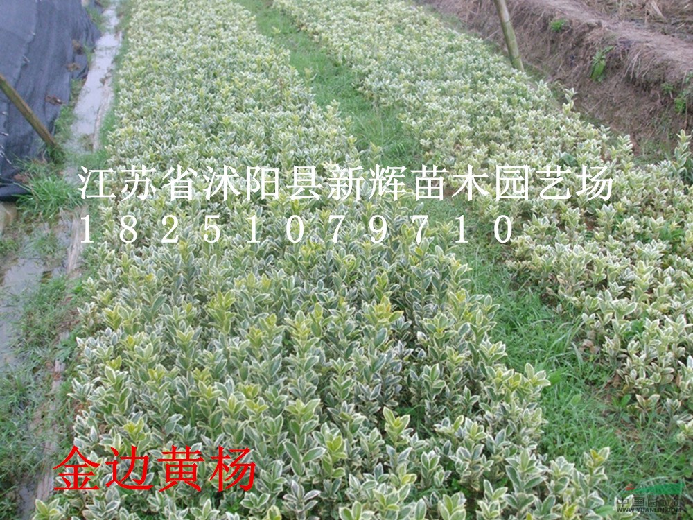 苗木基地售200萬(wàn)棵金邊黃楊，金邊冬青工程大苗0.45元