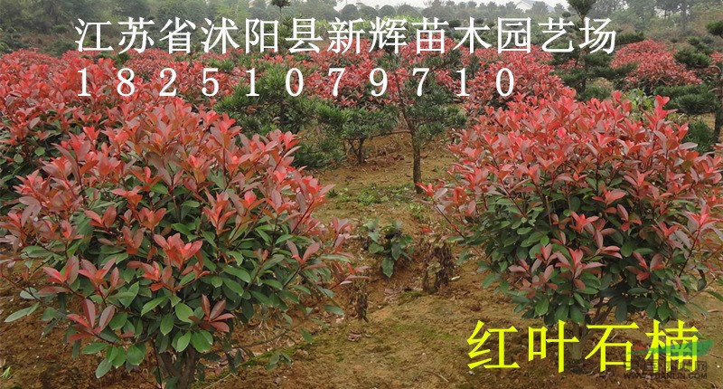 花灌木球類低價直銷紅葉石楠球50-80-100-150公分球