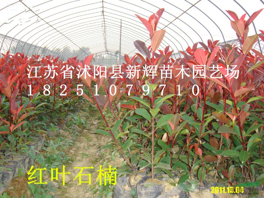 花灌木球類低價直銷紅葉石楠球50-80-100-150公分球