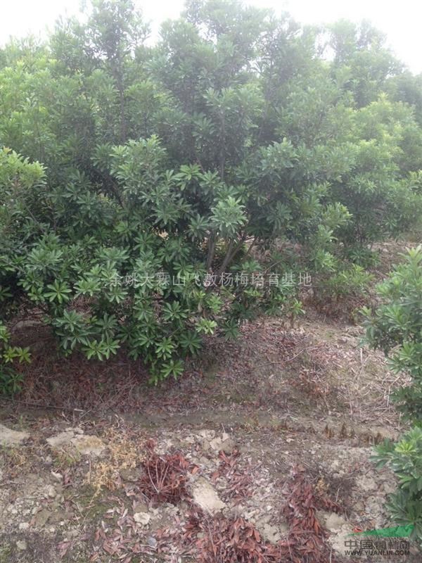 浙江楊梅樹，余姚楊梅樹基地實(shí)圖