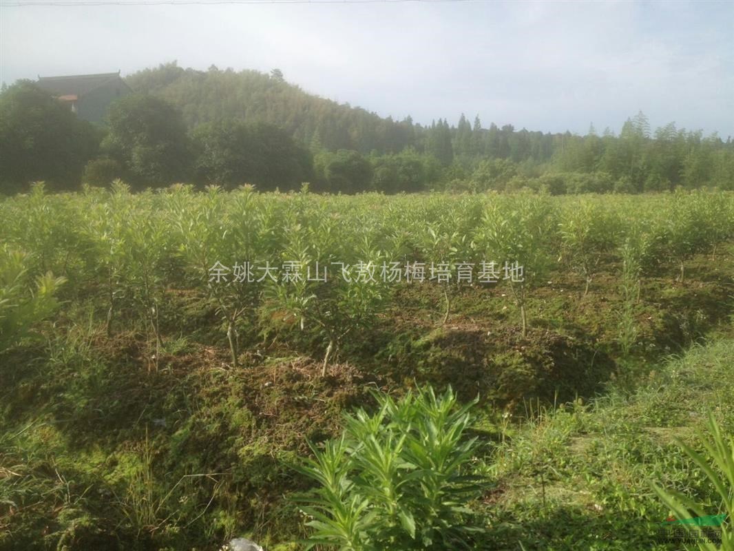 供應(yīng)1-10公分楊梅樹、各規(guī)格楊梅樹報價