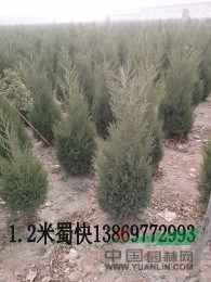 河南5公分國槐價格