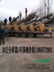 15公分移栽2年冒國(guó)槐價(jià)格