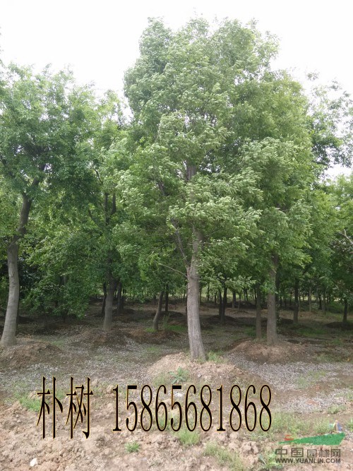 哪里有40公分國(guó)槐（熟貨）