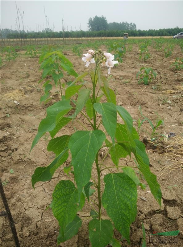 開花楸樹