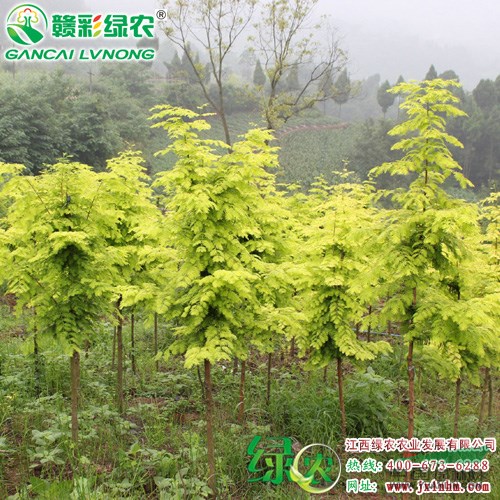 金葉水杉 園林綠化苗木 金葉水杉樹(shù)苗價(jià)格 優(yōu)質(zhì)彩葉樹(shù)小苗供應(yīng)