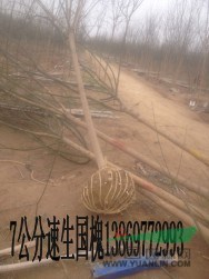 35公分國槐批發(fā)最新報價信息