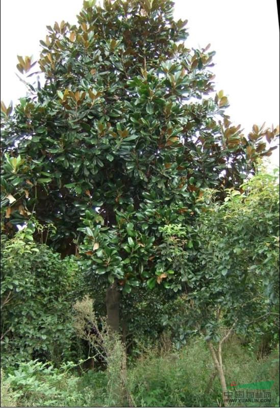 廣玉蘭價(jià)格報(bào)價(jià)，廣玉蘭的價(jià)格