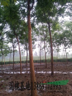 12公分國槐苗圃國槐最新報價信息