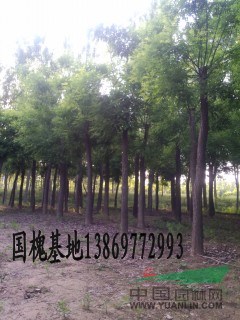 20公分國槐批發(fā)最新報(bào)價(jià)信息