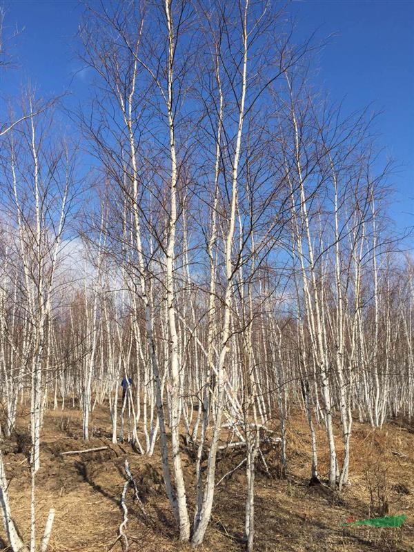内蒙古大量供应8-10米丛生白桦