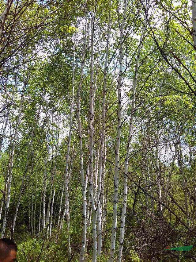 内蒙古大量供应8-10米丛生白桦
