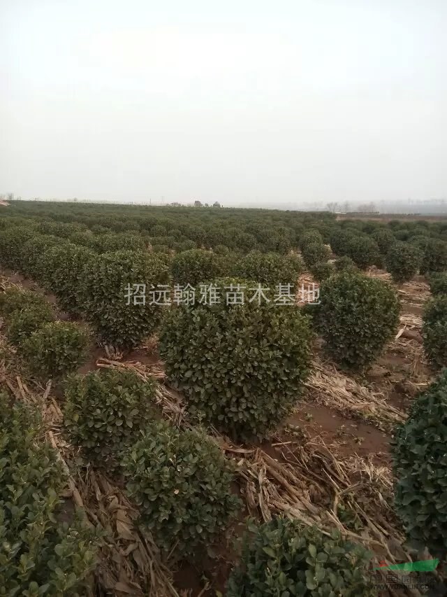 大葉黃楊球山東
