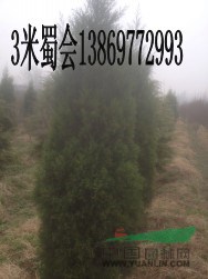 20公分國槐市場(chǎng)價(jià)（胸徑量） 帶檢疫的裝車價(jià)是多少  ？